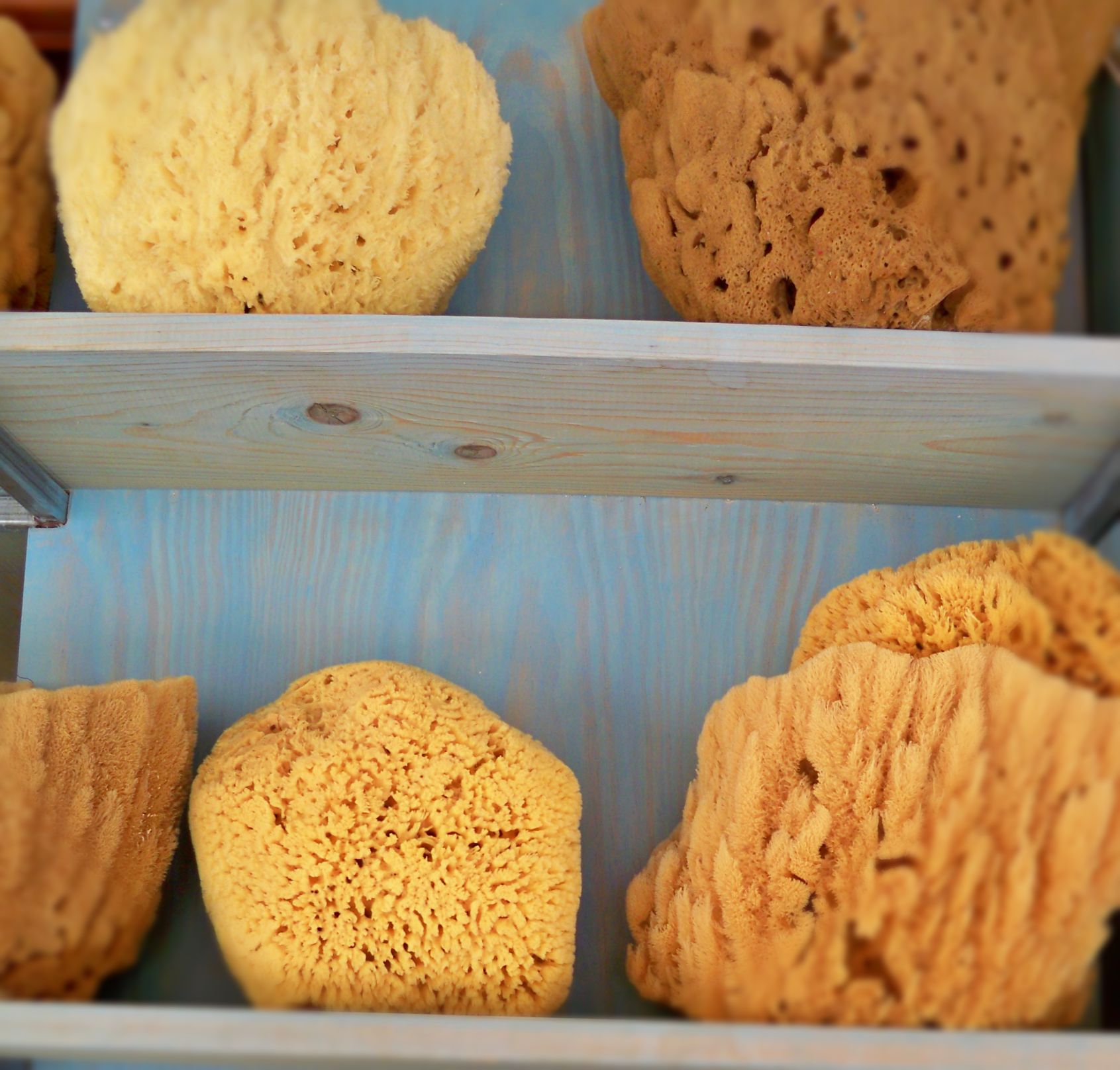 A selection of natural sponges from Kos, Greece