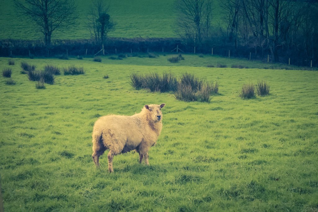  Larkebear Grange, Devon