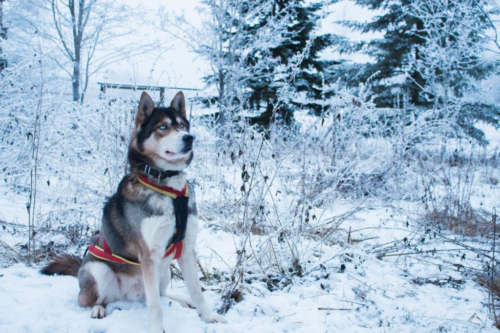 Husky in Lempaala Finland