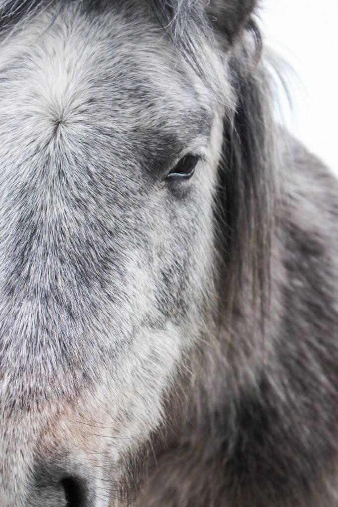 New Forest Pony