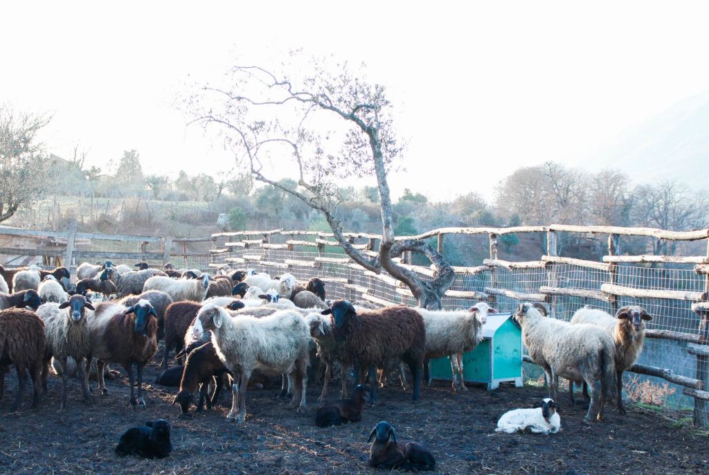 Sheep at La Sonnina in Geazzano 