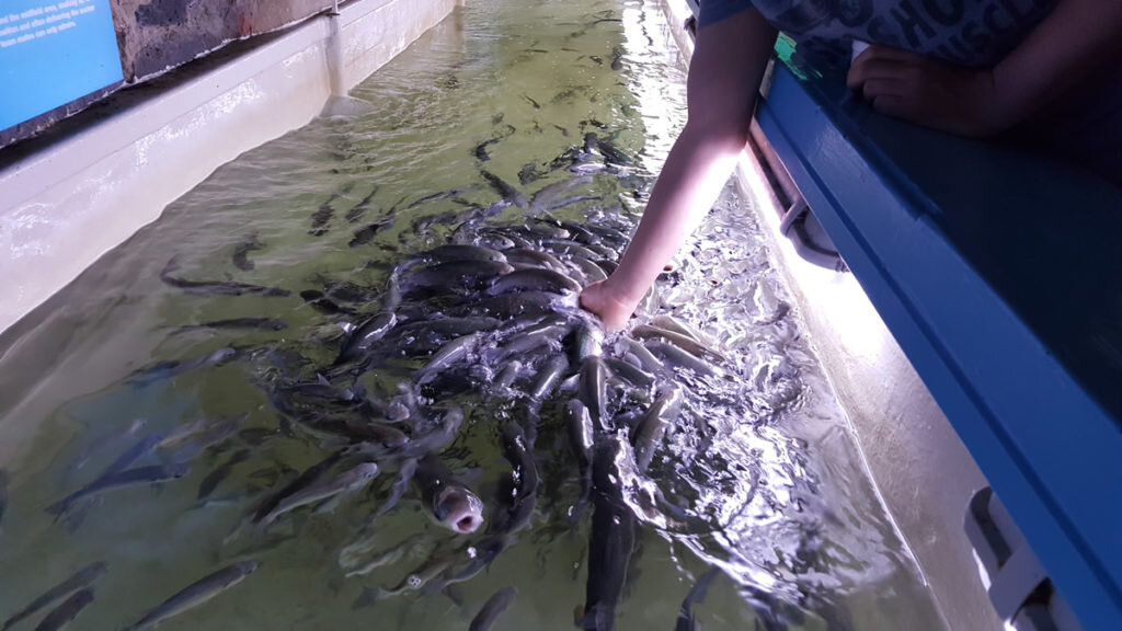 Things-to-do-in-lyme-regis: feeding mullets at Marine Aquarium