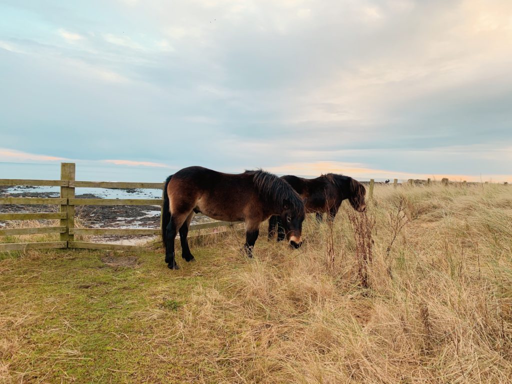 Ponies beaches northumberland