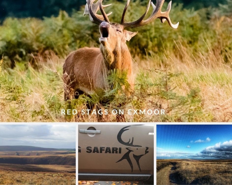 Red stag on Exmoor in the Autumn Red stag on Exmoor in the Autumn