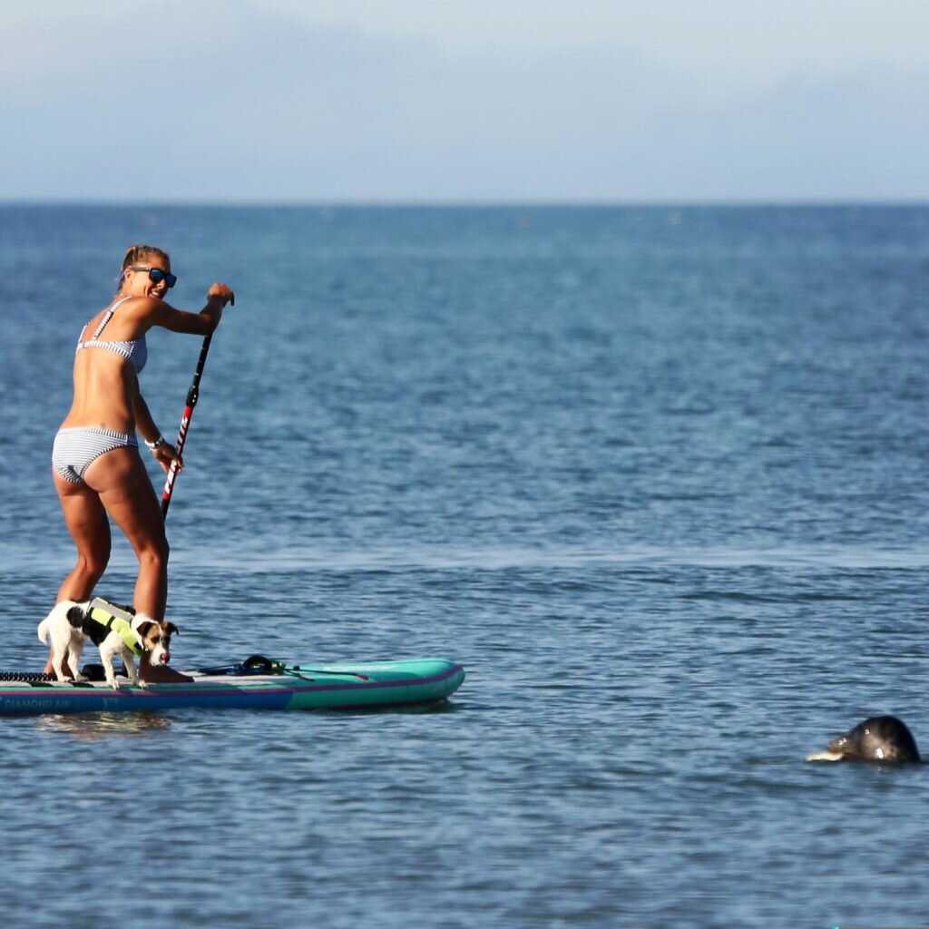 Things-to-do-in-lyme-regis SUP instructor on board with seal
