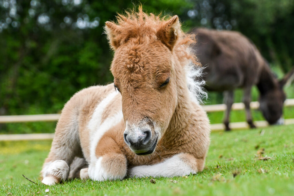 Skewbald miniature Shetland