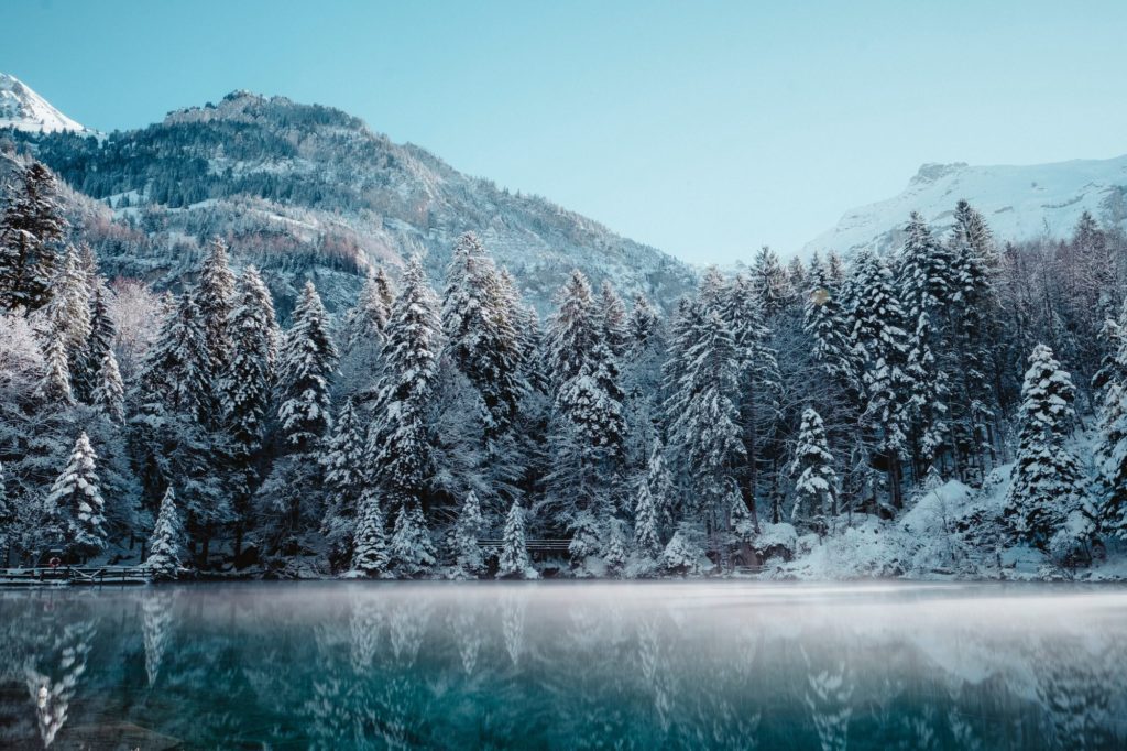 joel-jasmin-forestbird-562924-unsplash-1024x682