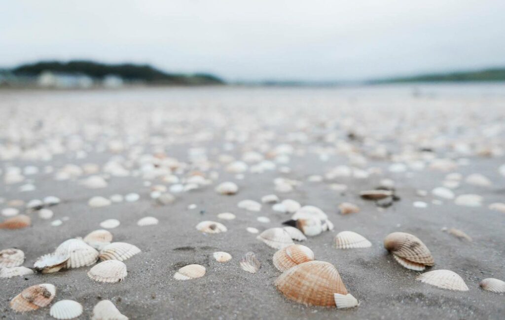 cockles on llansteffan beach south west wales