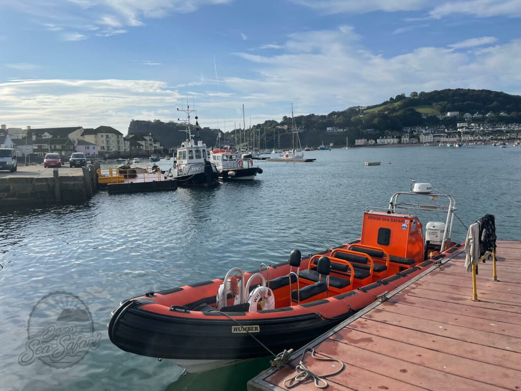 South Devon Sea Safari boat