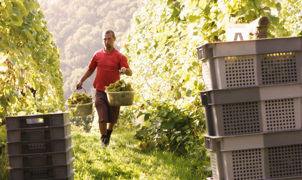 Sharpham wine vineyard