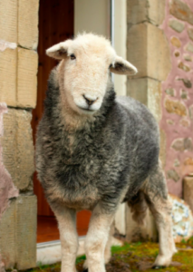 sheep by farm front door