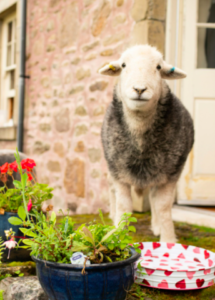 sheep in farmyard