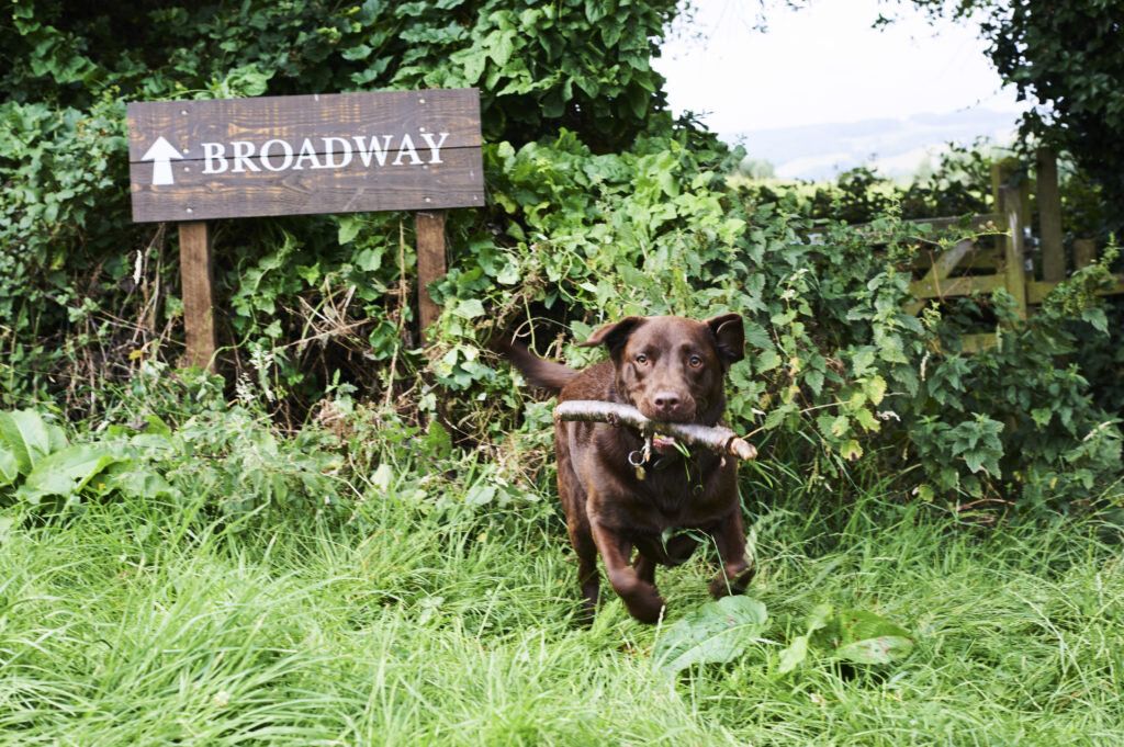 The Fish Hotel Broadway, dog agility course