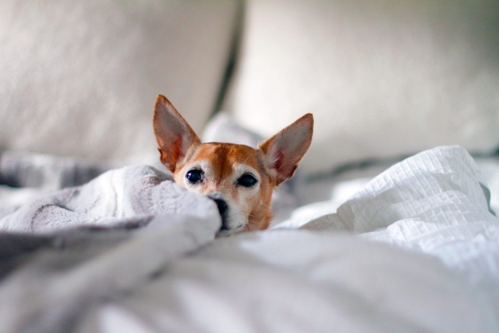 jessica-knowlden-J0hpleiegEQ-unsplash-1024x683
