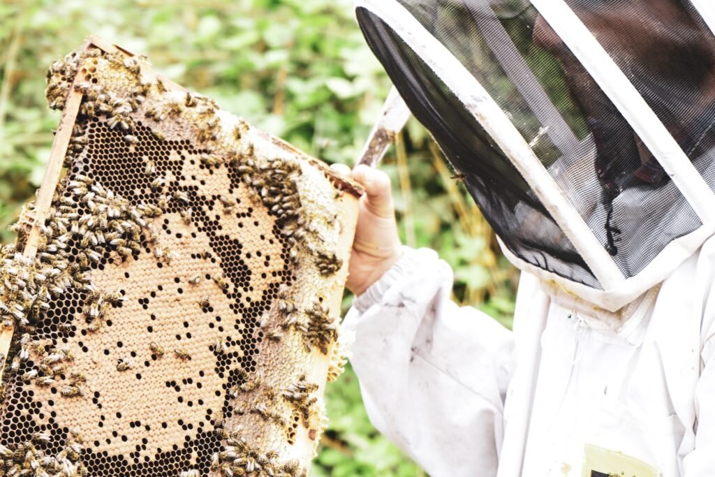 Unique experiences: bee keeping at wye valley meadery