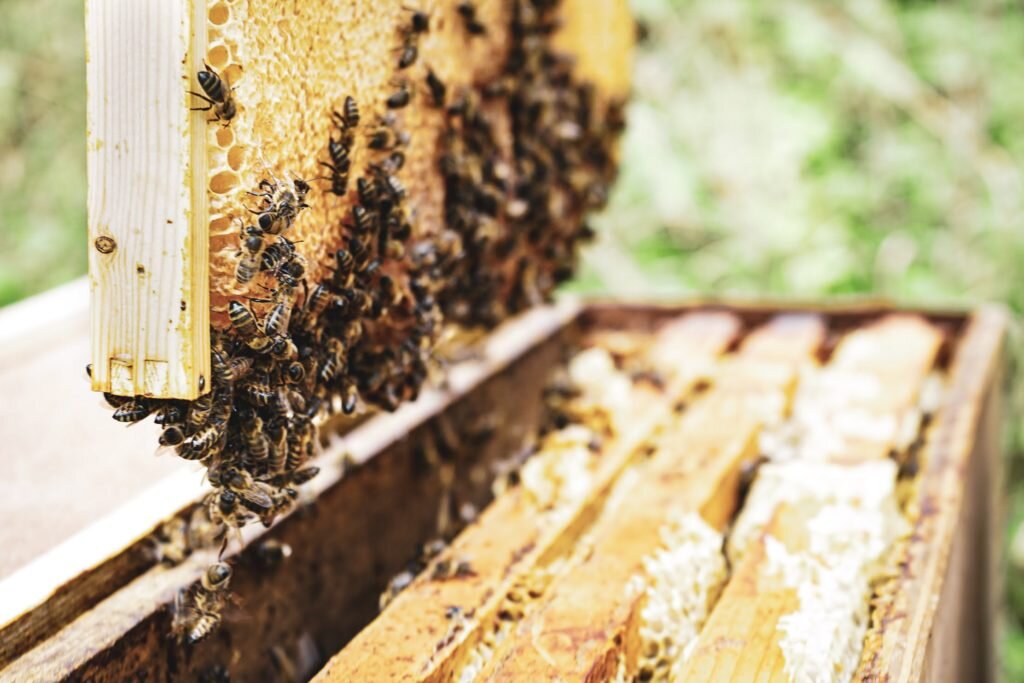 Unique experiences: bee keeping at wye valley meadery