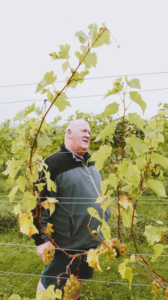 White Castle Vineyard in the Wye Valley White Castle Vineyard in the Wye Valley