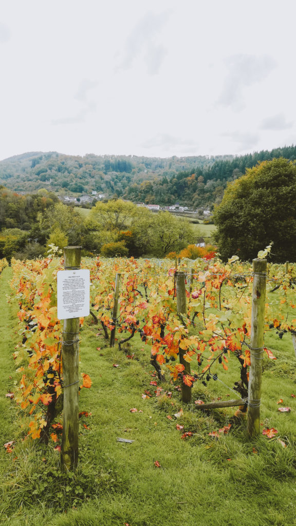 Parva Vineyard in the Wye Valley Parva Vineyard in the Wye Valley