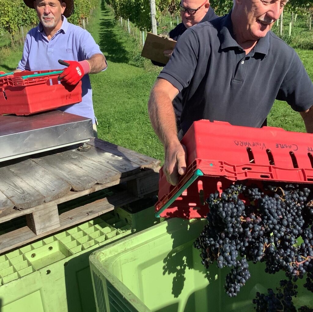 White castle vineyard in Wales: harvest time