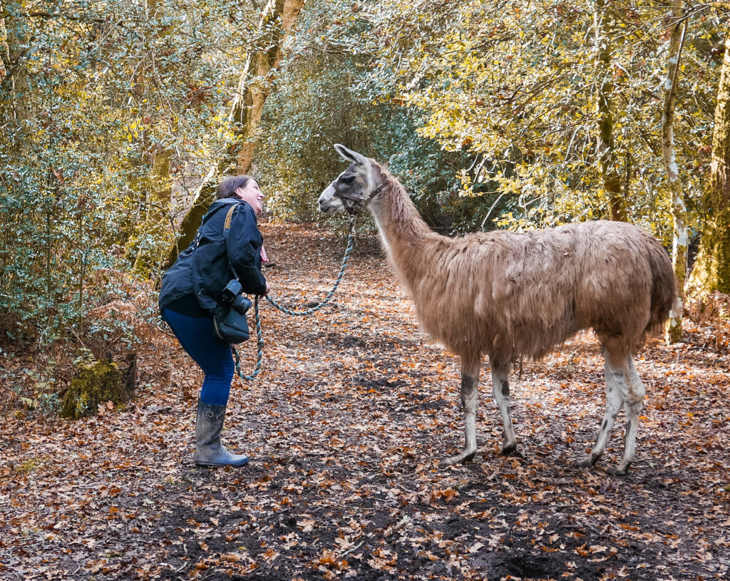 the-merry-harriers-pub-hambledon-surrey meeting the llamas