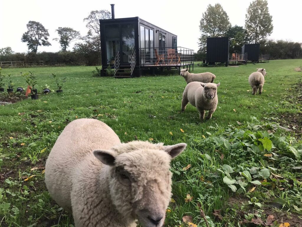 the box B&B glamping cabins in Malton - sheep and cabin