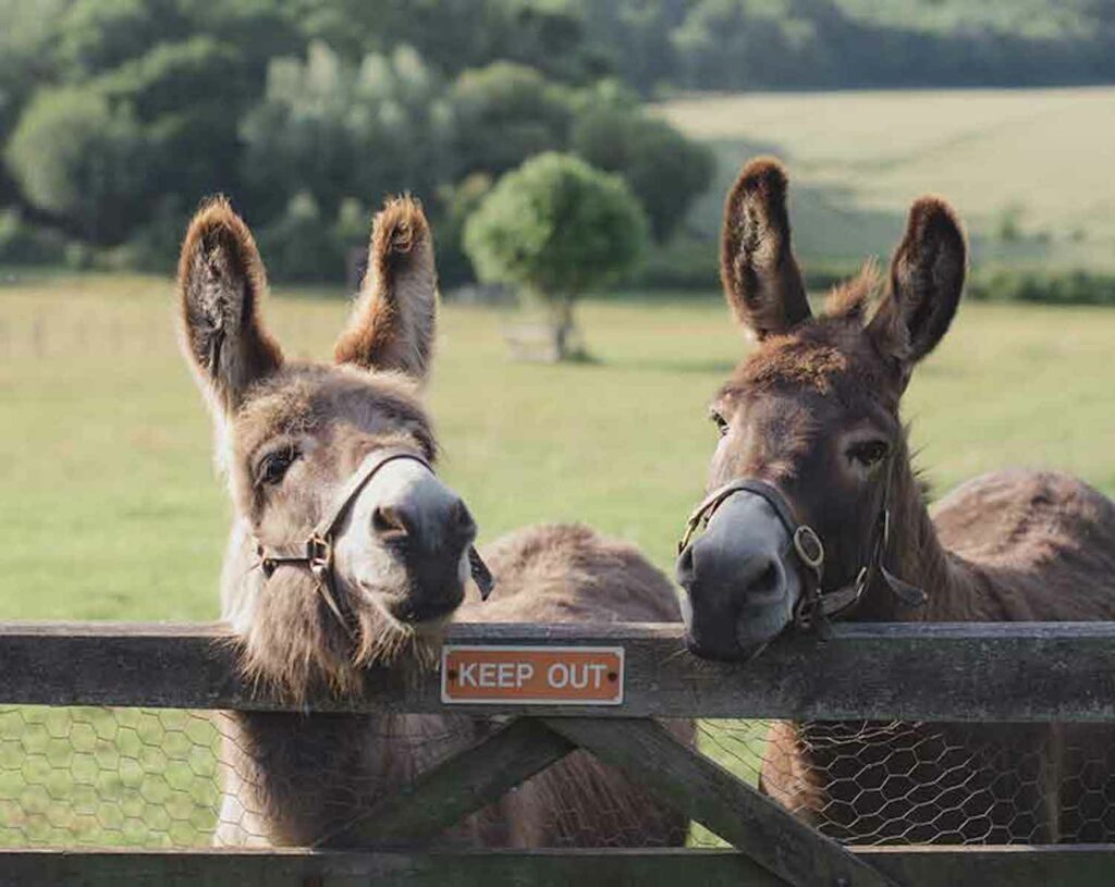 long view lodge glamping in sussex - farm animals