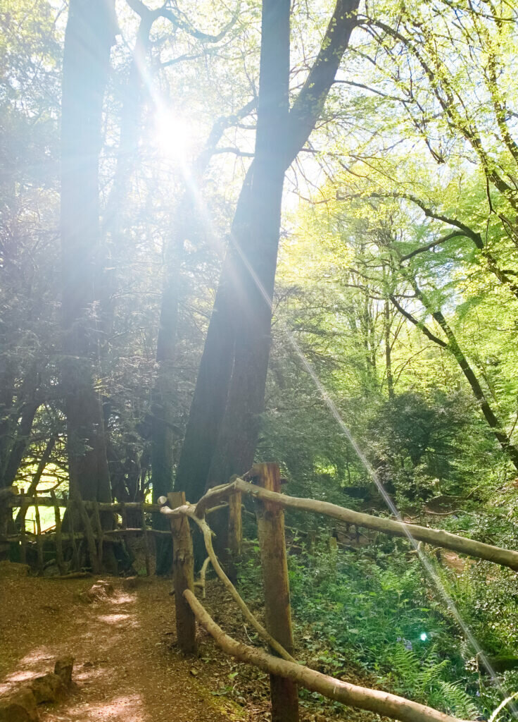 things-to-do-forest-of-deanIMG_2032-736x1024
