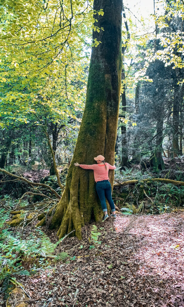 tree hugging in the Forest of Dean