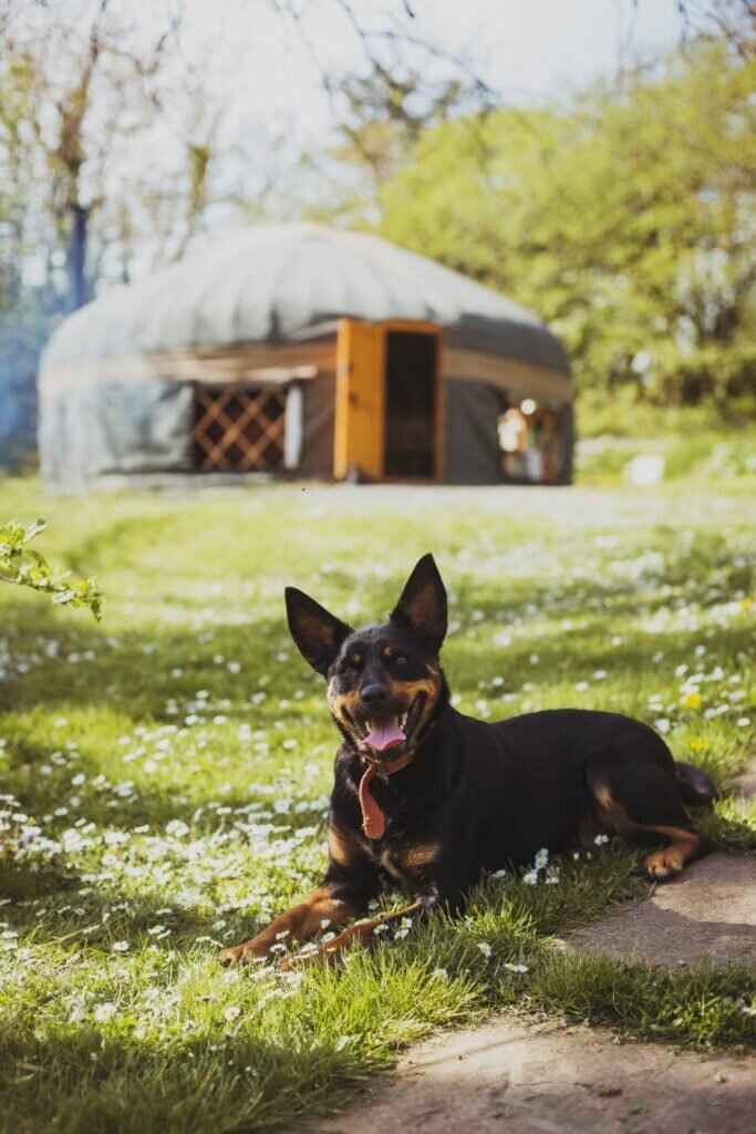 Yurt in Wales: yurt and dog at The Welsh Farm